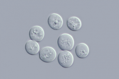 La reproduction asexuée des levures - 3mn 20s